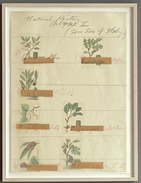 Natural History II: Some Trees of Italy, 1975-76