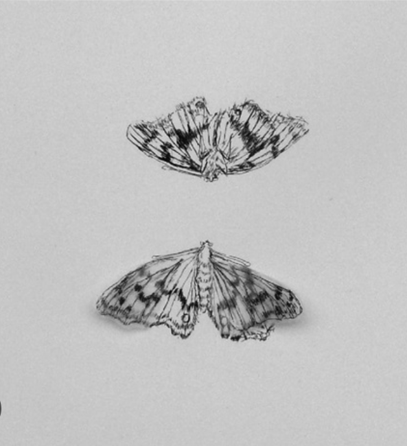 Animals (Moth), 1998