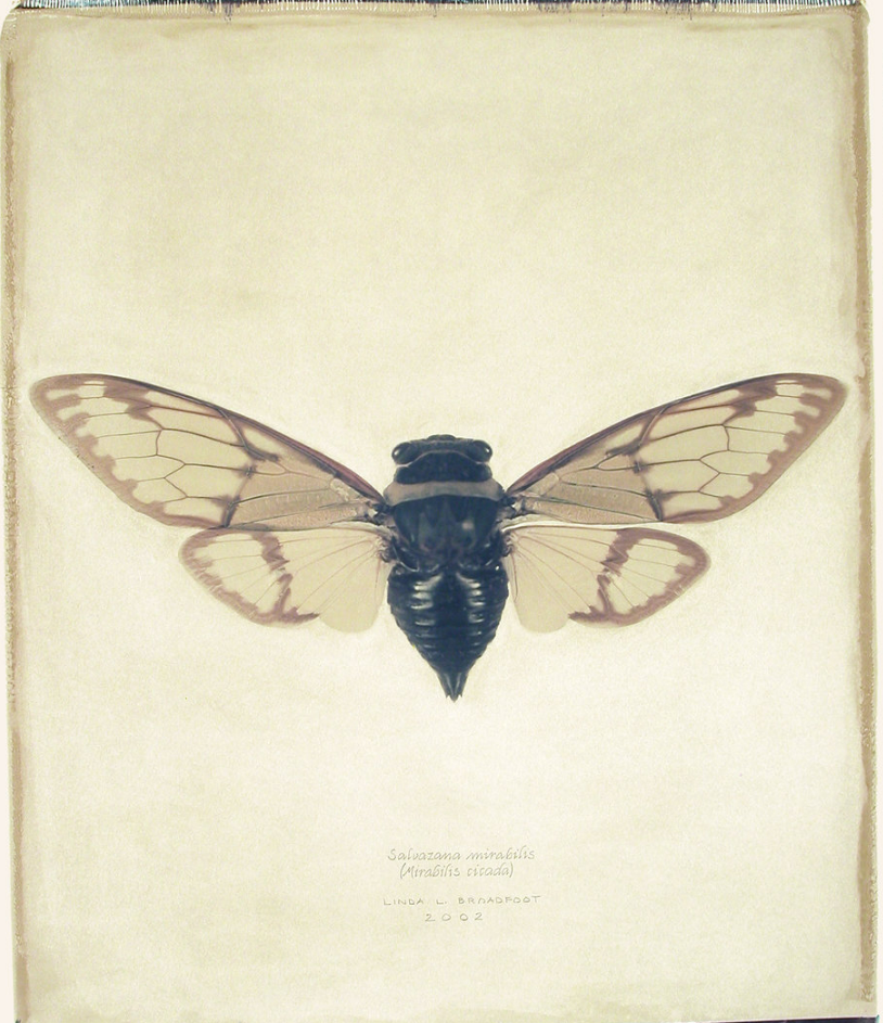 Salvazana mirabilis (Mirabilis Cicada), 2002