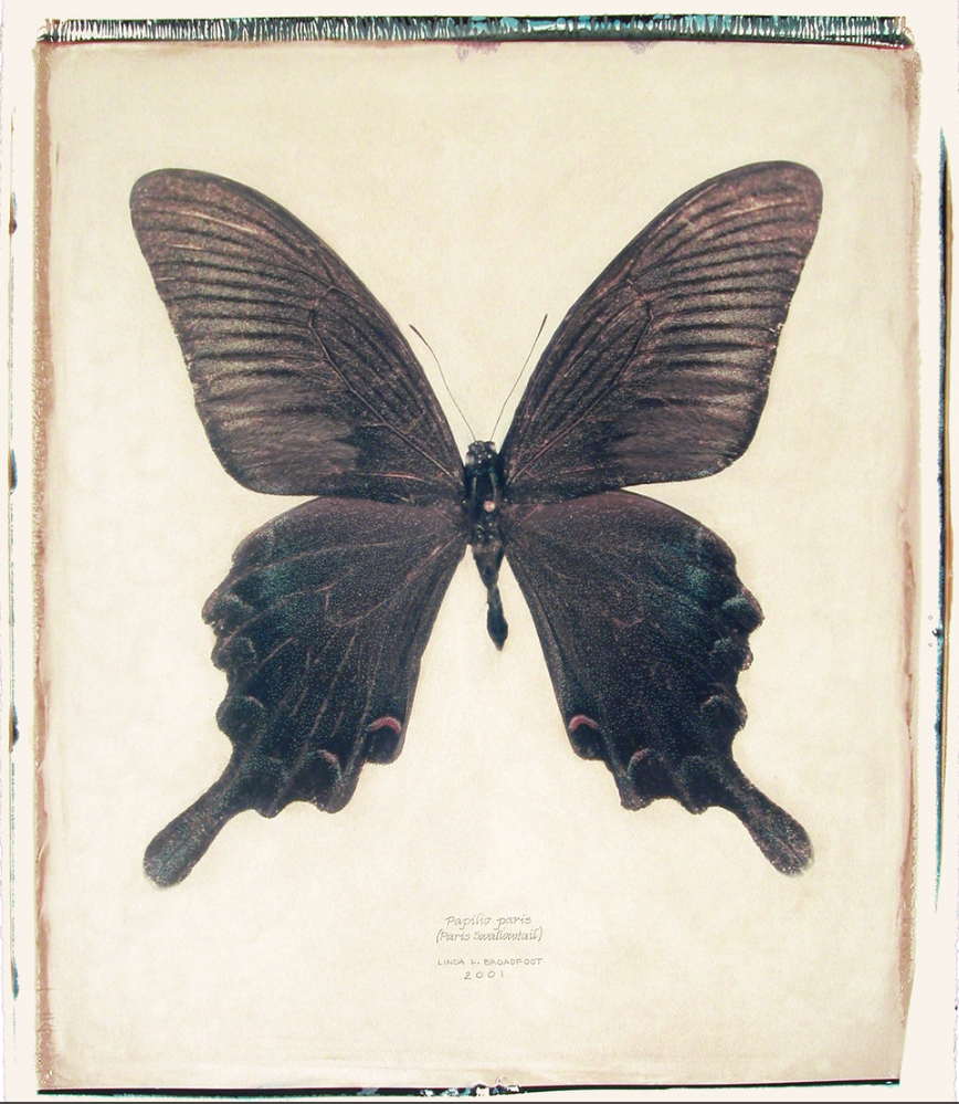 Papilio paris (Paris Swallowtail), 2001