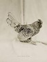 Silver Seabright Chicken, 1993