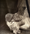 Buff Cochin Chicken, 1993