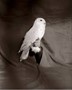 Snow Owl, 1996
