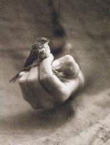 Canada Warbler, 1996