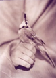 Bluejay, 1997