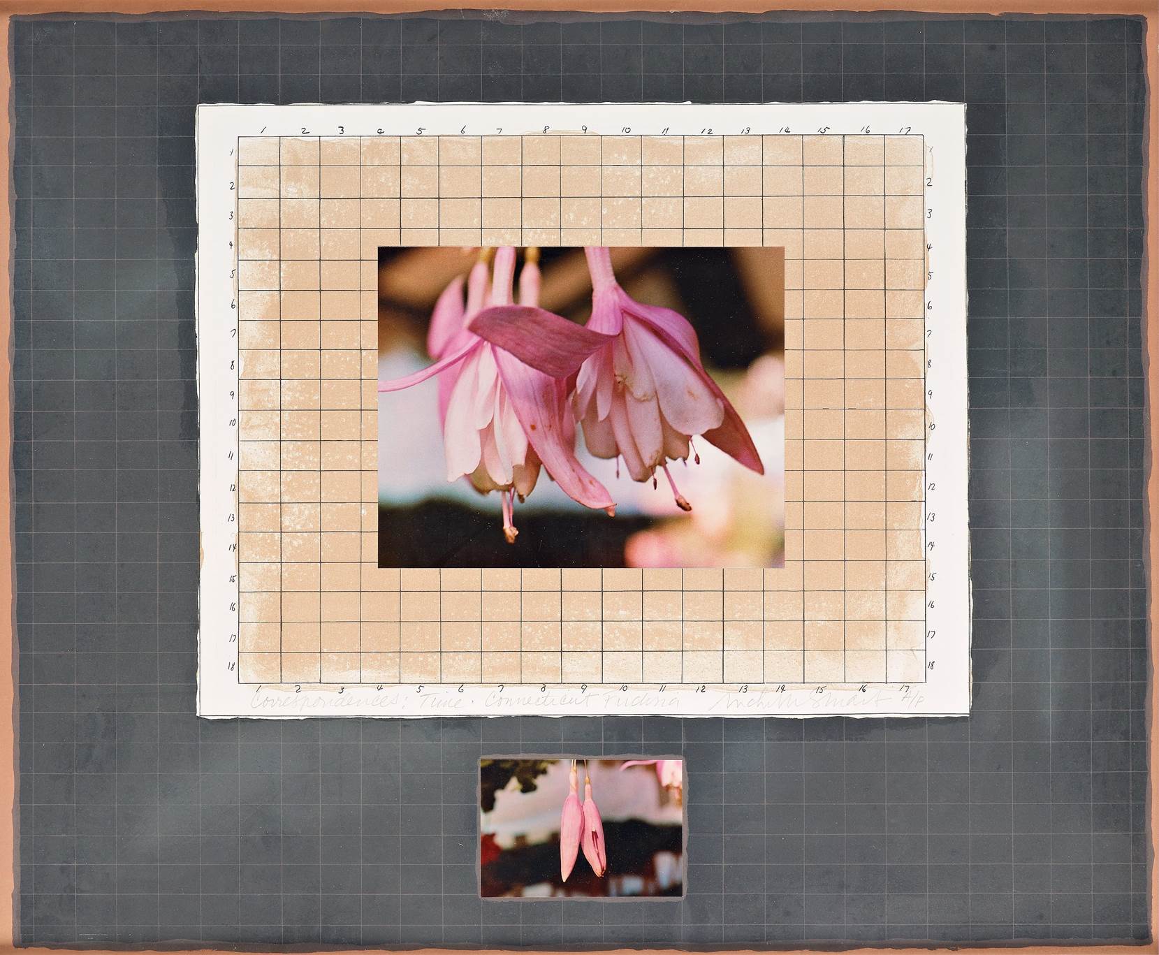 Correspondences: Time Connecticut Fuchsia, 1983
