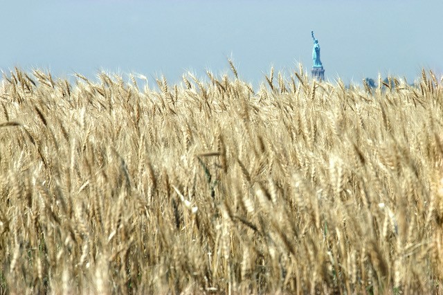 Wheatfield - A Confrontation: Battery Park Landfill, Downtown Manhattan – Blue Sky, World Trade Center, 1982