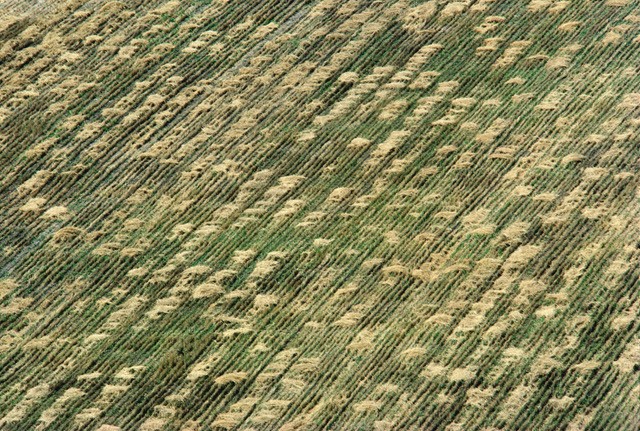 Wheatfield - A Confrontation: Battery Park Landfill, Downtown Manhattan - Aerial View 2, 1982