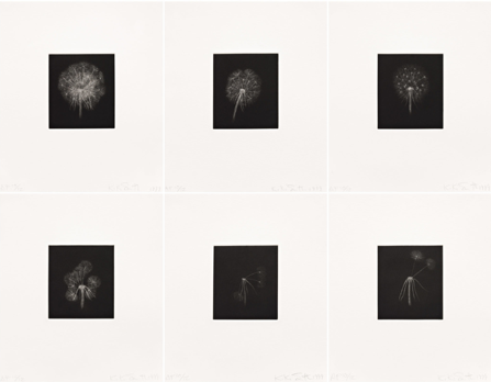 Dandelions, 1998
